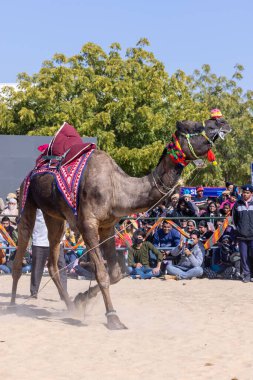Bikaner, Rajasthan, Hindistan - 14 Ocak 2023: Bikaner Deve Festivali, kum tepelerinde deve dansı 