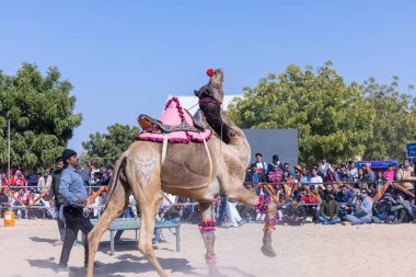 Bikaner, Rajasthan, Hindistan - 14 Ocak 2023: Bikaner Deve Festivali, kum tepelerinde deve dansı 