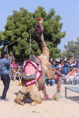 Bikaner, Rajasthan, Hindistan - 14 Ocak 2023: Bikaner Deve Festivali, kum tepelerinde deve dansı 