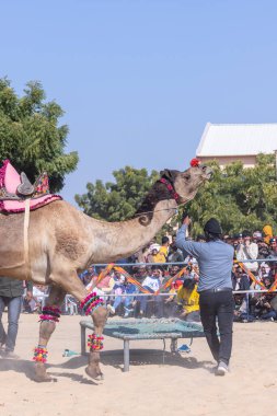Bikaner, Rajasthan, Hindistan - 14 Ocak 2023: Bikaner Deve Festivali, kum tepelerinde deve dansı 