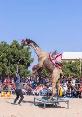 Bikaner, Rajasthan, Hindistan - 14 Ocak 2023: Bikaner Deve Festivali, kum tepelerinde deve dansı 