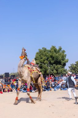 Bikaner, Rajasthan, Hindistan - 14 Ocak 2023: Bikaner Deve Festivali, kum tepelerinde deve dansı 
