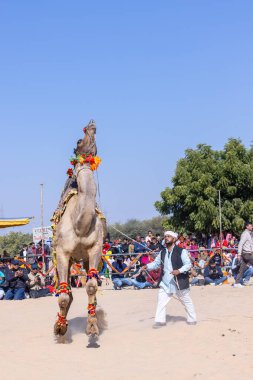 Bikaner, Rajasthan, Hindistan - 14 Ocak 2023: Bikaner Deve Festivali, kum tepelerinde deve dansı 