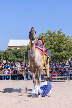 Bikaner, Rajasthan, Hindistan - 14 Ocak 2023: Bikaner Deve Festivali, kum tepelerinde deve dansı 