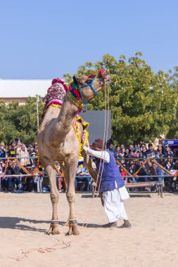 Bikaner, Rajasthan, Hindistan - 14 Ocak 2023: Bikaner Deve Festivali, kum tepelerinde deve dansı 