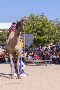 Bikaner, Rajasthan, Hindistan - 14 Ocak 2023: Bikaner Deve Festivali, kum tepelerinde deve dansı 
