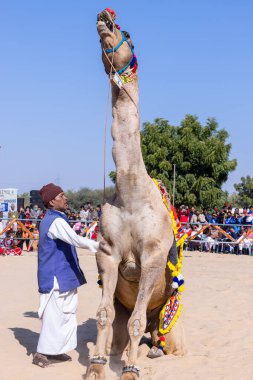 Bikaner, Rajasthan, Hindistan - 14 Ocak 2023: Bikaner Deve Festivali, kum tepelerinde deve dansı 