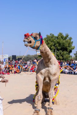 Bikaner, Rajasthan, Hindistan - 14 Ocak 2023: Bikaner Deve Festivali, kum tepelerinde deve dansı 