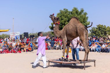 Bikaner, Rajasthan, Hindistan - 14 Ocak 2023: Bikaner Deve Festivali, kum tepelerinde deve dansı 