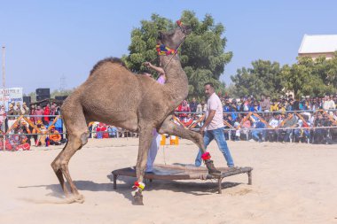 Bikaner, Rajasthan, Hindistan - 14 Ocak 2023: Bikaner Deve Festivali, kum tepelerinde deve dansı 