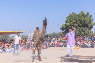 Bikaner, Rajasthan, Hindistan - 14 Ocak 2023: Bikaner Deve Festivali, kum tepelerinde deve dansı 