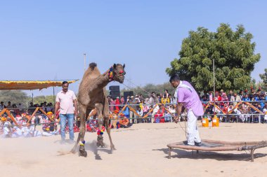 Bikaner, Rajasthan, Hindistan - 14 Ocak 2023: Bikaner Deve Festivali, kum tepelerinde deve dansı 
