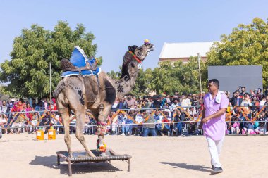 Bikaner, Rajasthan, Hindistan - 14 Ocak 2023: Bikaner Deve Festivali, kum tepelerinde deve dansı 