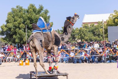 Bikaner, Rajasthan, Hindistan - 14 Ocak 2023: Bikaner Deve Festivali, kum tepelerinde deve dansı 
