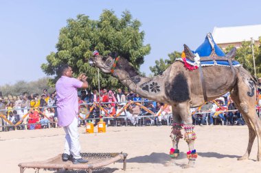 Bikaner, Rajasthan, Hindistan - 14 Ocak 2023: Bikaner Deve Festivali, kum tepelerinde deve dansı 