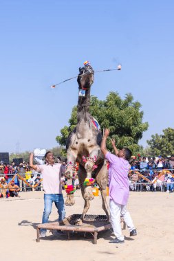 Bikaner, Rajasthan, Hindistan - 14 Ocak 2023: Bikaner Deve Festivali, kum tepelerinde deve dansı 