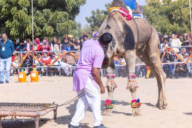 Bikaner, Rajasthan, Hindistan - 14 Ocak 2023: Bikaner Deve Festivali, kum tepelerinde deve dansı 