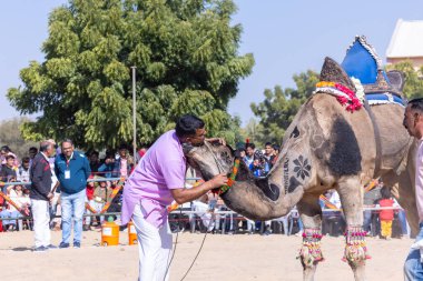 Bikaner, Rajasthan, Hindistan - 14 Ocak 2023: Bikaner Deve Festivali, kum tepelerinde deve dansı 