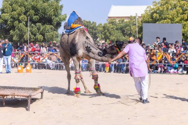 Bikaner, Rajasthan, Hindistan - 14 Ocak 2023: Bikaner Deve Festivali, kum tepelerinde deve dansı 