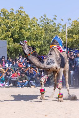 Bikaner, Rajasthan, Hindistan - 14 Ocak 2023: Bikaner Deve Festivali, kum tepelerinde deve dansı 