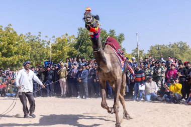 Bikaner, Rajasthan, Hindistan - 14 Ocak 2023: Bikaner Deve Festivali, kum tepelerinde deve dansı 