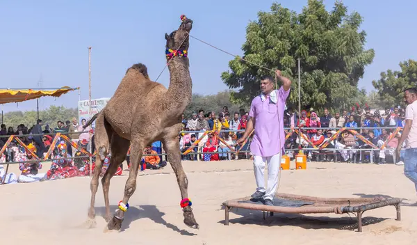 Bikaner, Rajasthan, Hindistan - 14 Ocak 2023: Bikaner Deve Festivali, kum tepelerinde deve dansı 
