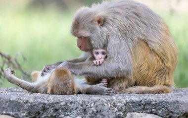 Rhesus macaque (Macaca mulatta) ya da ormanda yavrusuyla birlikte Hint Maymunları.
