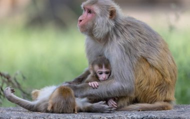 Rhesus macaque (Macaca mulatta) ya da ormanda yavrusuyla birlikte Hint Maymunları.