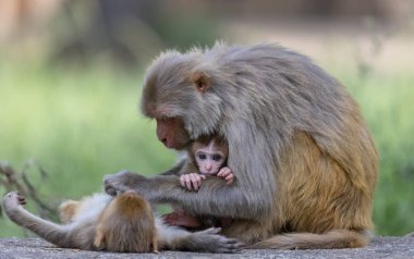 Rhesus macaque (Macaca mulatta) ya da ormanda yavrusuyla birlikte Hint Maymunları.