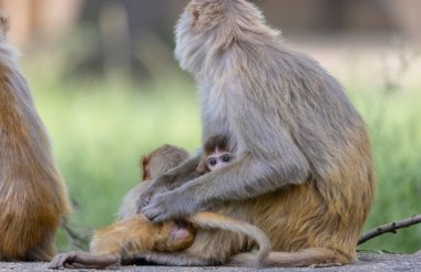 Rhesus macaque (Macaca mulatta) ya da ormanda yavrusuyla birlikte Hint Maymunları.