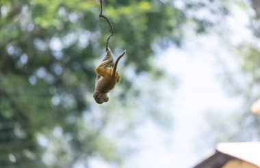 Rhesus macaque (Macaca mulatta) ya da ormanda yavrusuyla birlikte Hint Maymunları.