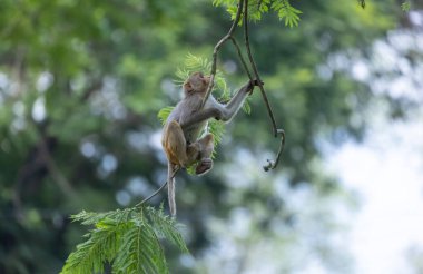 Rhesus macaque (Macaca mulatta) ya da ormanda yavrusuyla birlikte Hint Maymunları.