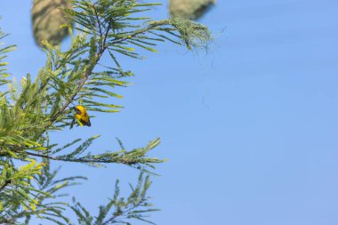 Baya weaver (Ploceus philippinus) bird building nest in the forest. clipart