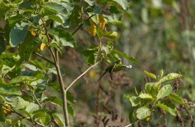 Asyalı Yeşil Arı Yiyen (Merops Orientalis) ağaç dalına tüneyen kuş.