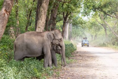 Corbett Ormanında Asya filleri (Elephas maximus)