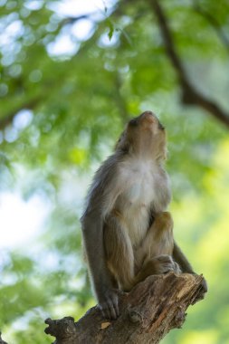 Rhesus macaque (Macaca mulatta) ya da ormanda yavrusuyla birlikte Hint Maymunları.