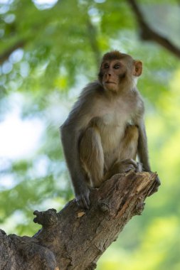 Rhesus macaque (Macaca mulatta) ya da ormanda yavrusuyla birlikte Hint Maymunları.