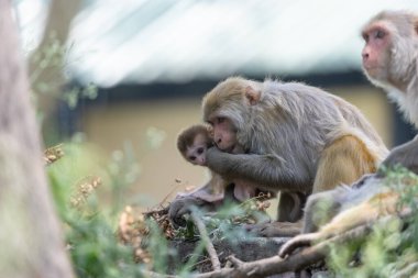 Rhesus macaque (Macaca mulatta) ya da ormanda yavrusuyla birlikte Hint Maymunları.