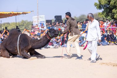 Bikaner, Rajasthan, Hindistan - Ocak 2023: Deve Festivali Bikaner, deve festivali sırasında bikaner 'in kum tepelerinde deve dansı yaptı. Deve dansı en önemli eğlencedir..