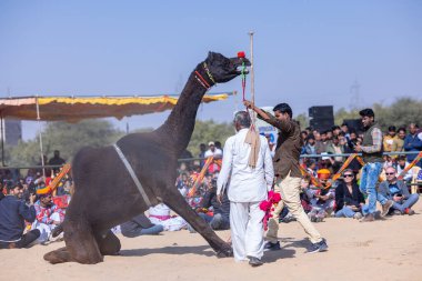 Bikaner, Rajasthan, Hindistan - Ocak 2023: Deve Festivali Bikaner, deve festivali sırasında bikaner 'in kum tepelerinde deve dansı yaptı. Deve dansı en önemli eğlencedir..