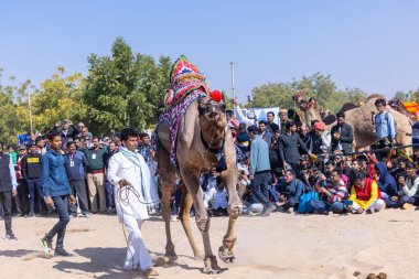 Bikaner, Rajasthan, Hindistan - Ocak 2023: Deve Festivali Bikaner, deve festivali sırasında bikaner 'in kum tepelerinde deve dansı yaptı. Deve dansı en önemli eğlencedir..
