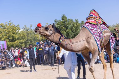 Bikaner, Rajasthan, Hindistan - Ocak 2023: Deve Festivali Bikaner, deve festivali sırasında bikaner 'in kum tepelerinde deve dansı yaptı. Deve dansı en önemli eğlencedir..