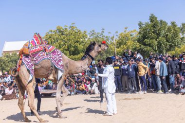 Bikaner, Rajasthan, Hindistan - Ocak 2023: Deve Festivali Bikaner, deve festivali sırasında bikaner 'in kum tepelerinde deve dansı yaptı. Deve dansı en önemli eğlencedir..