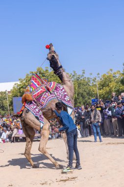 Bikaner, Rajasthan, Hindistan - Ocak 2023: Deve Festivali Bikaner, deve festivali sırasında bikaner 'in kum tepelerinde deve dansı yaptı. Deve dansı en önemli eğlencedir..