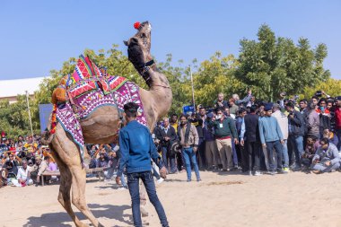 Bikaner, Rajasthan, Hindistan - Ocak 2023: Deve Festivali Bikaner, deve festivali sırasında bikaner 'in kum tepelerinde deve dansı yaptı. Deve dansı en önemli eğlencedir..