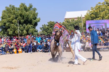 Bikaner, Rajasthan, Hindistan - Ocak 2023: Deve Festivali Bikaner, deve festivali sırasında bikaner 'in kum tepelerinde deve dansı yaptı. Deve dansı en önemli eğlencedir..