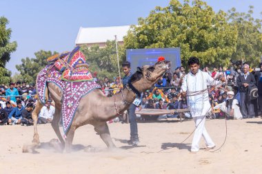 Bikaner, Rajasthan, Hindistan - Ocak 2023: Deve Festivali Bikaner, deve festivali sırasında bikaner 'in kum tepelerinde deve dansı yaptı. Deve dansı en önemli eğlencedir..