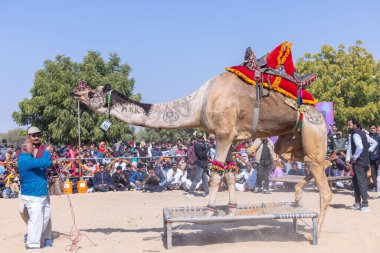 Bikaner, Rajasthan, Hindistan - Ocak 2023: Deve Festivali Bikaner, deve festivali sırasında bikaner 'in kum tepelerinde deve dansı yaptı. Deve dansı en önemli eğlencedir..