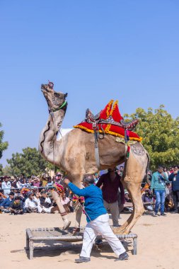 Bikaner, Rajasthan, Hindistan - Ocak 2023: Deve Festivali Bikaner, deve festivali sırasında bikaner 'in kum tepelerinde deve dansı yaptı. Deve dansı en önemli eğlencedir..