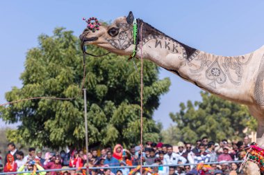 Bikaner, Rajasthan, Hindistan - Ocak 2023: Deve Festivali Bikaner, deve festivali sırasında bikaner 'in kum tepelerinde deve dansı yaptı. Deve dansı en önemli eğlencedir..
